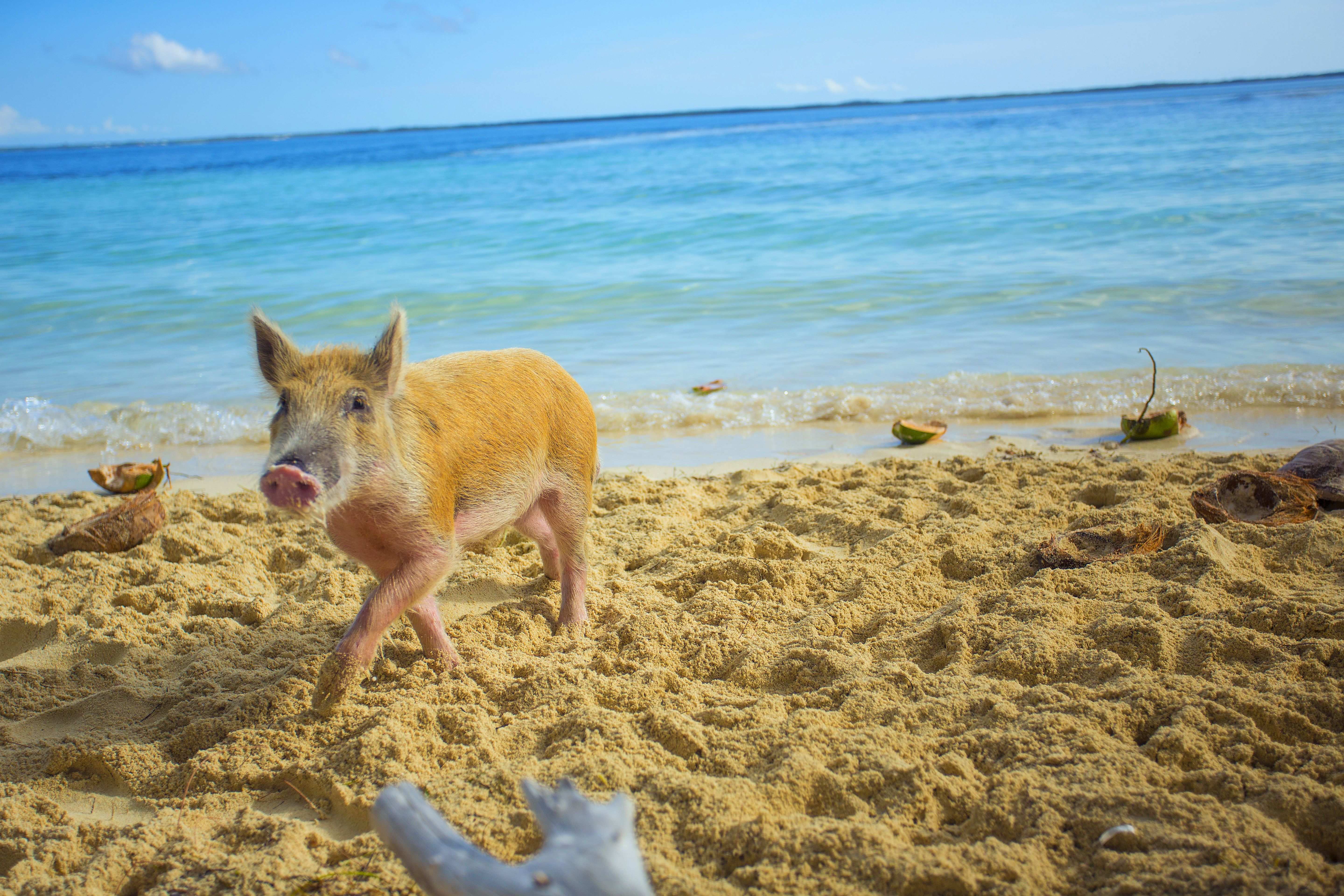 Top des choses à faire aux Abacos, Bahamas