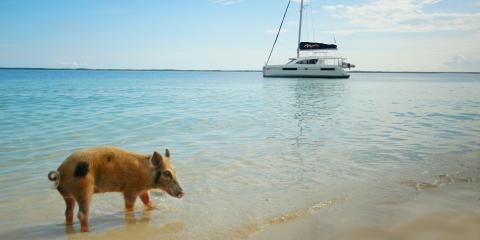 Pig walking on beach in Bahamas