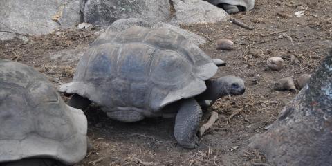 Walking turtles