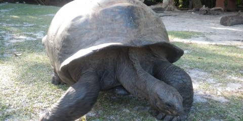 Walking turtle in motion