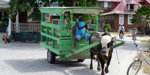 Cow pulling buggy