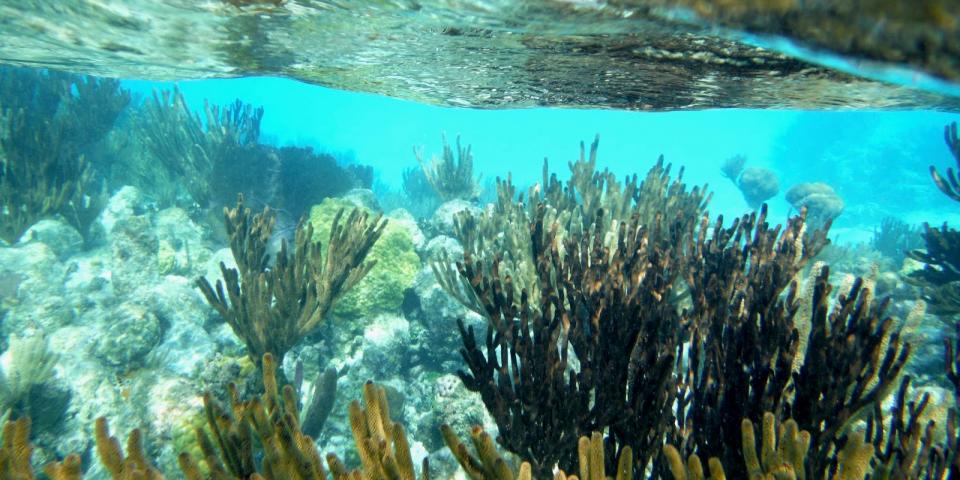 belize_blog_dscf1117.jpg?t=1Hlcg&itok=f0WbPheY&timestamp=1506352588