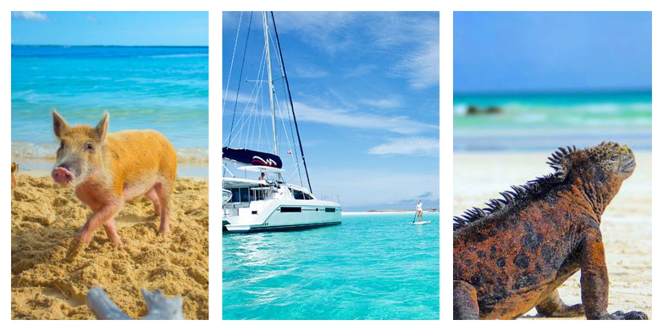 Exumas Animals Exumas Animals