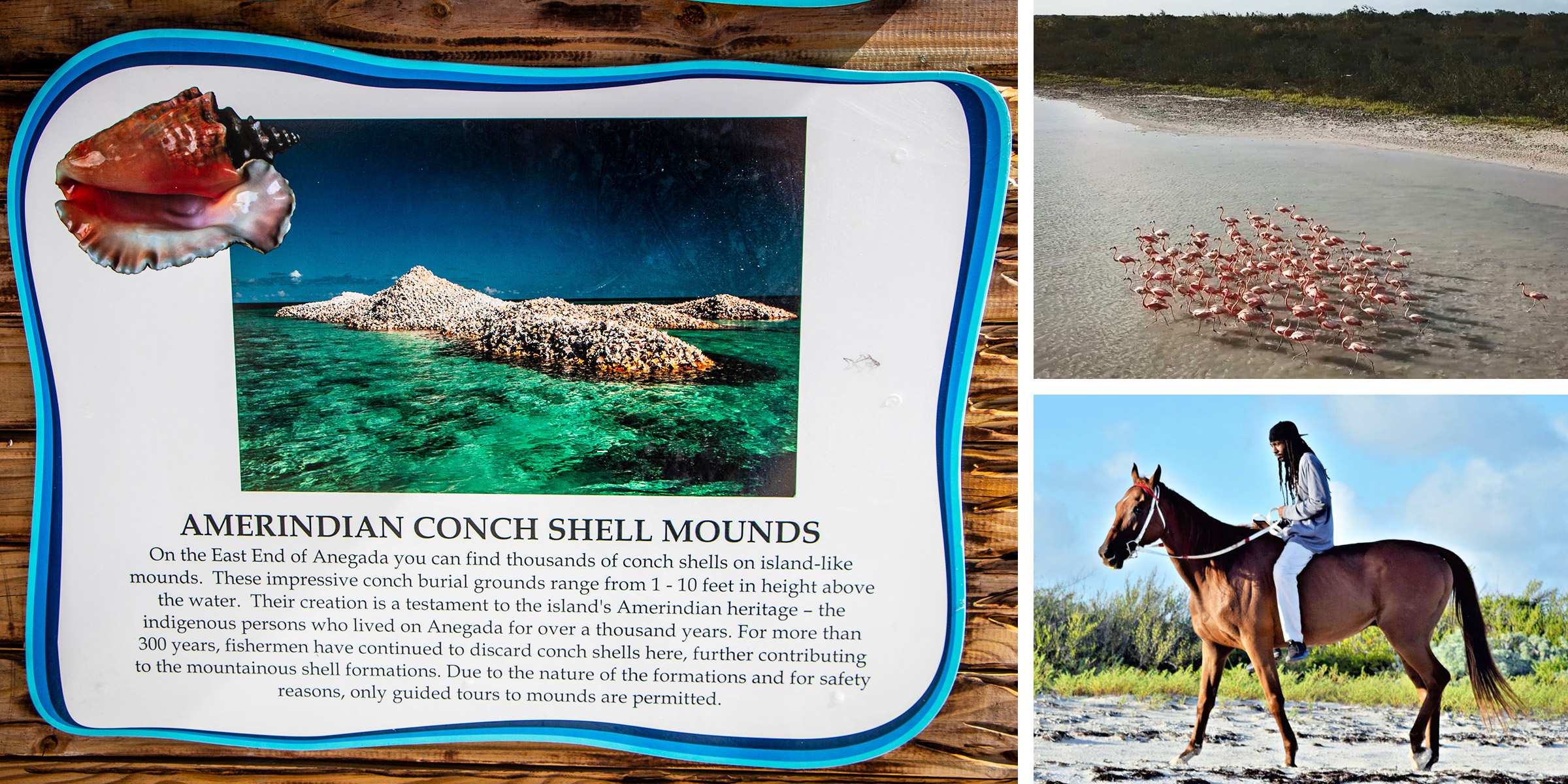 American Conch Shell Mound Sinage
