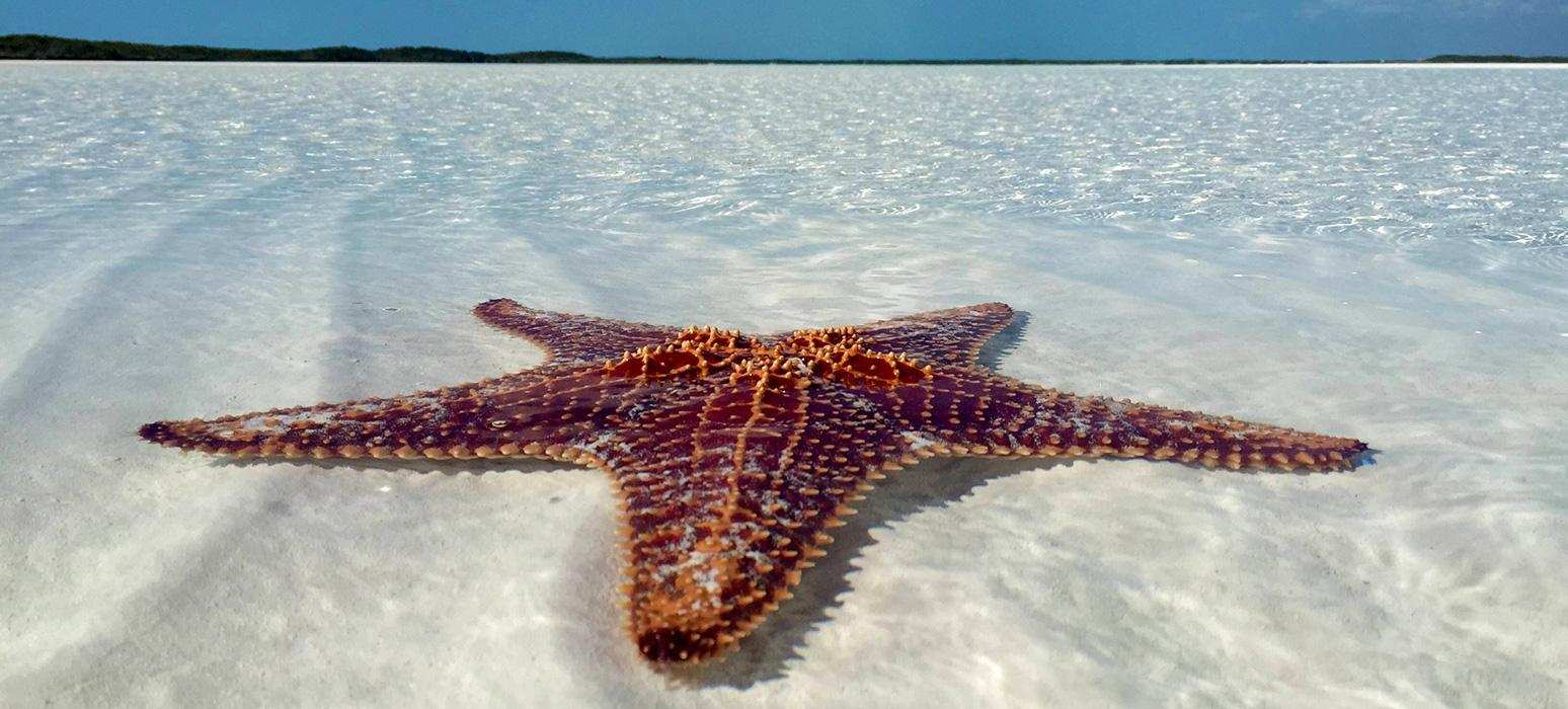 Exumas Starfish