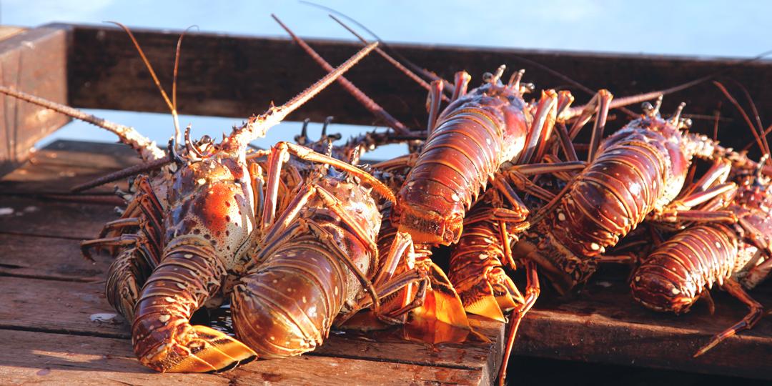 Anegada Lobster