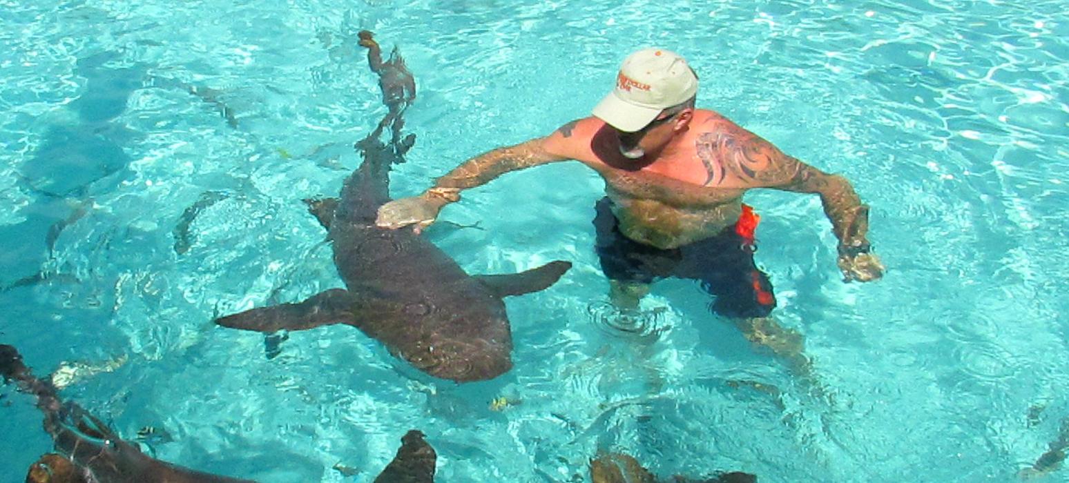 Exumas Nurse Sharks