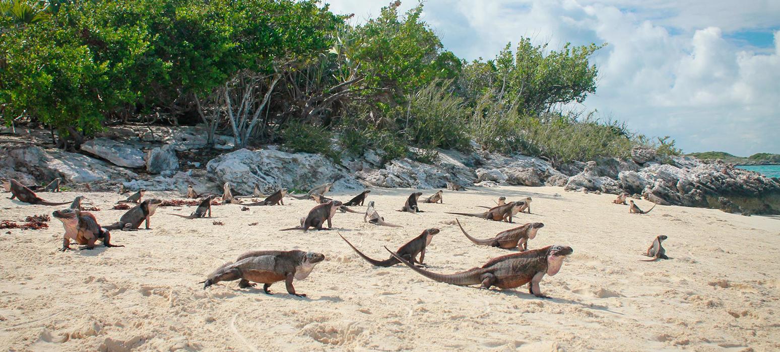 Exumas Iguanas