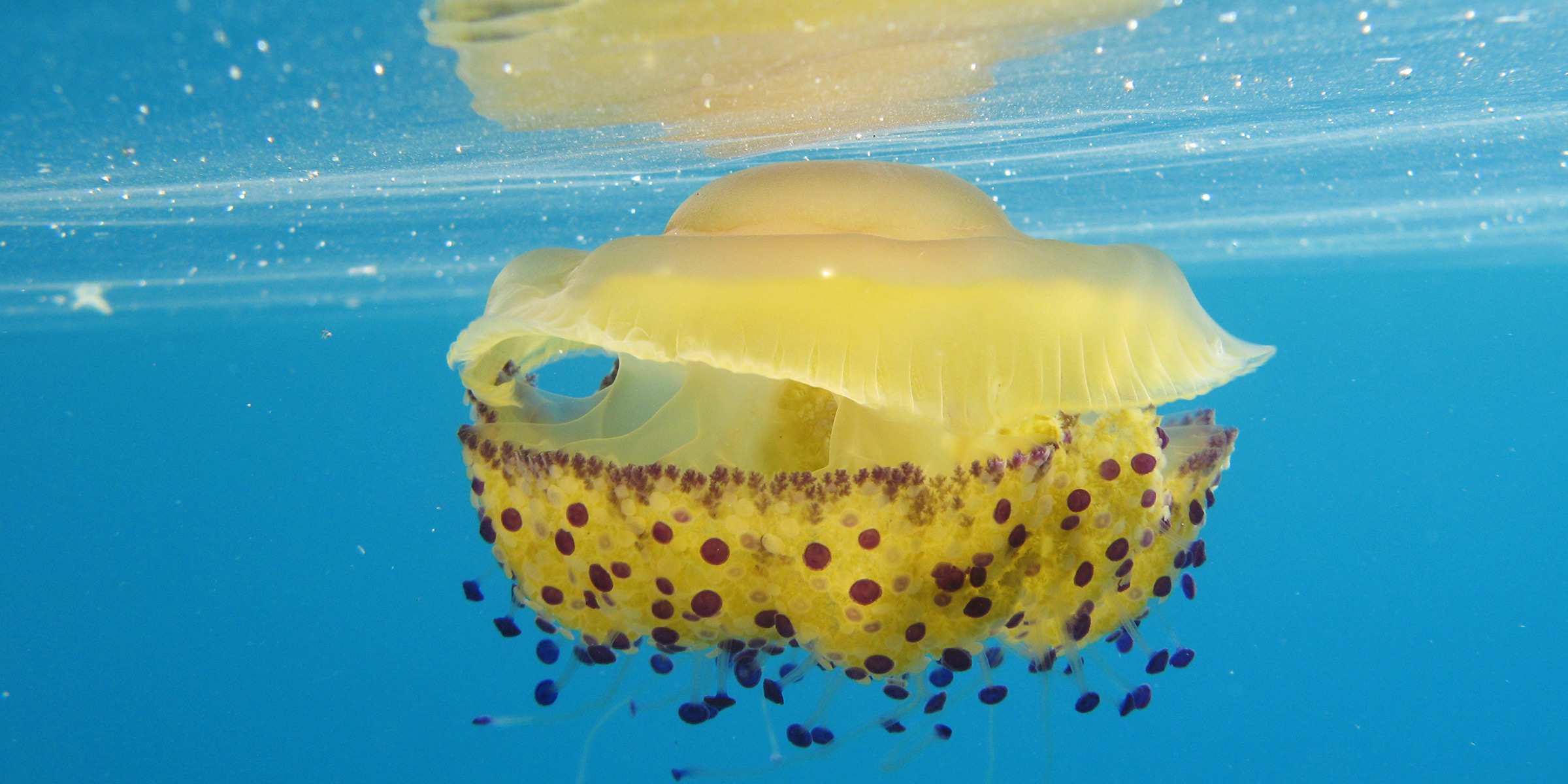 Top Tips for Scuba Diving in Martinique | The Moorings